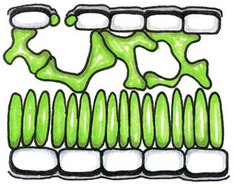 edu/sites/default/files/resources/articles/mendel/flower_anatomy.jpg. Pridobljeno: 31. 5. 2012.) Navzkrižna oprašitev. Navzkrižna oploditev. Križanje rastlin. Zgodilo se ne bo nič. 28.