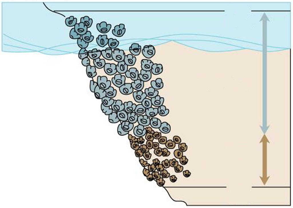22 M131-421-1-1 43. Slika prikazuje natančno porazdelitev dveh vrst rakov vitičnjakov, ki naseljujeta skalnati morski pas plime in oseke (mediolitoral).