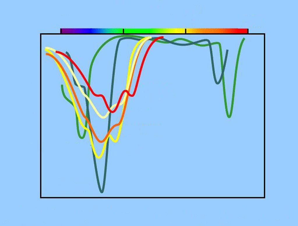 M131-421-1-1 7 12. Slika prikazuje absorpcijske spektre fotosinteznih barvil. Za fotosintezo je klorofil najpomembnejše barvilo.