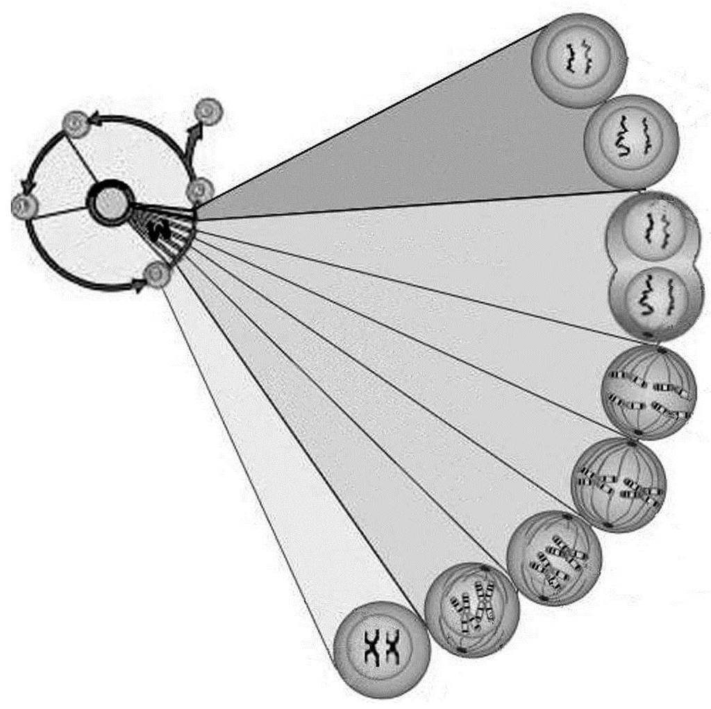 8 M131-421-1-1 13. Slika prikazuje dogodke v celičnem ciklu. S katero črko je na sliki prikazana anafaza? G 2 itokineza (Vir: http://www2.le.ac.