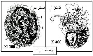 إن الدفاع عن الذات وحما ة العضو ة من العناصر الغر بة الممرضة تم من خالل آل ات دل مة وبواسطة خال ا متخصصة وجز ئات ك م ائ ة ذات نوع ة عال ة.