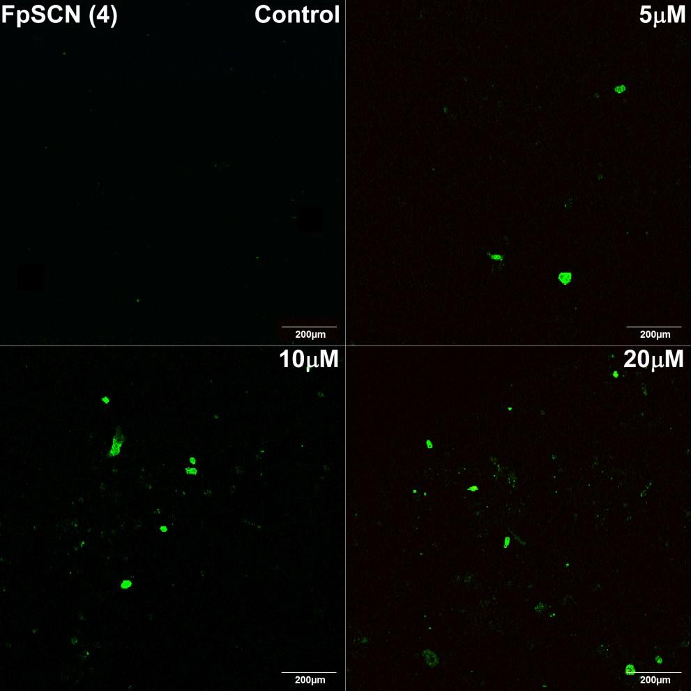 6. Confocal Images for MDA-MB-231 Cell Line Annexin V (green) and PI (red) stained MDA-MB-231