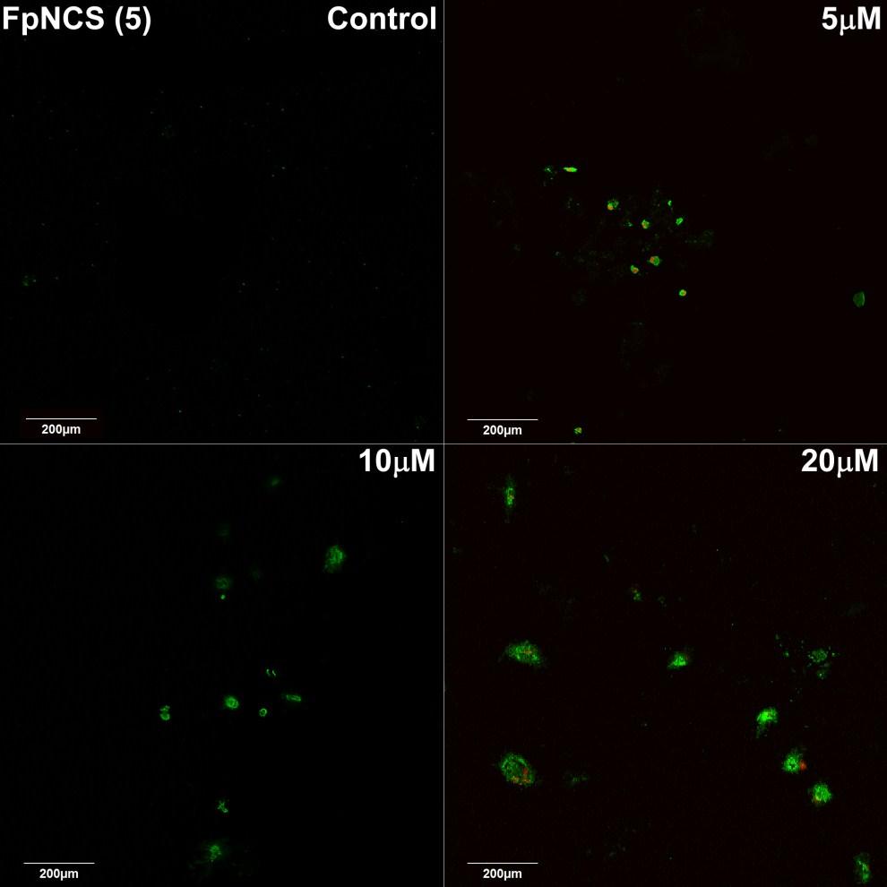 Annexin V (green) and PI (red) stained MDA-MB-231 cells after treatment with