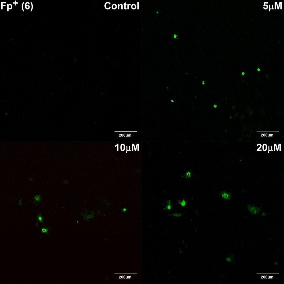 Annexin V (green) and PI (red) stained MDA-MB-231 cells after treatment