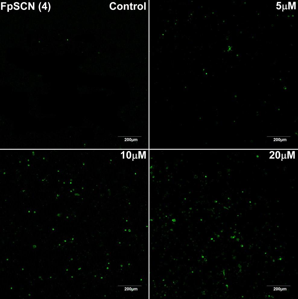 7. Confocal Images for HeLa Cell Line Annexin V (green) and PI (red) stained HeLa cells
