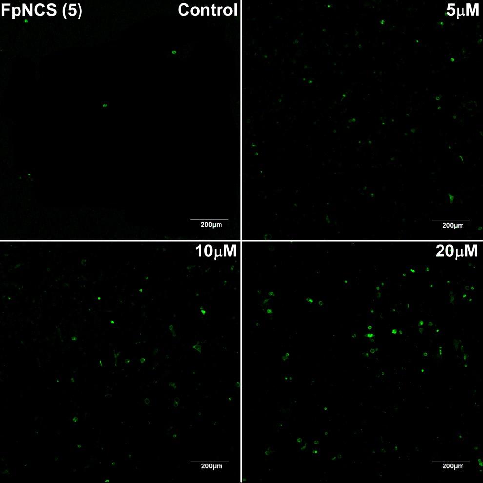 Annexin V (green) and PI (red) stained HeLa cells after treatment with 0