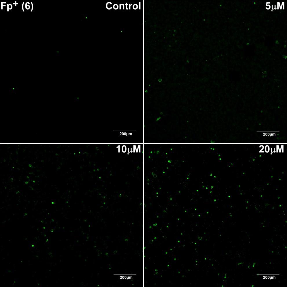 Annexin V (green) and PI (red) stained HeLa cells after treatment with 0