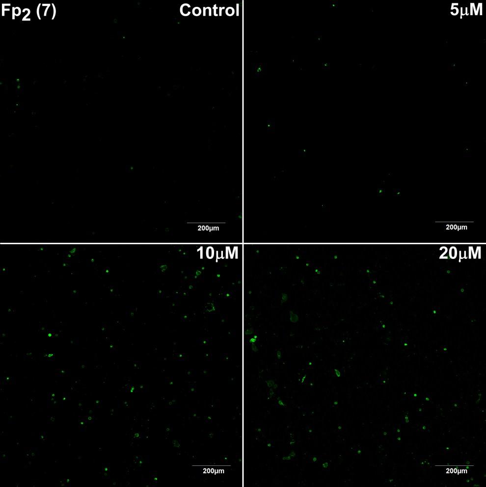 Annexin V (green) and PI (red) stained HeLa cells after treatment with 0