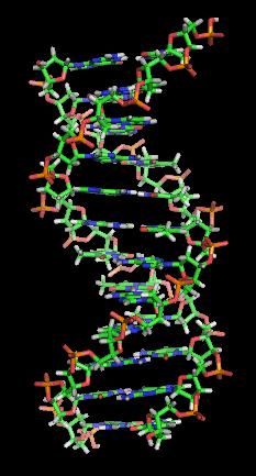 ADN- ul conţine 2 catene ce se înfăşoară una în jurul celeilalte asemănător unei scări în spirală. Această formă specifică a fost numită helix dublu.