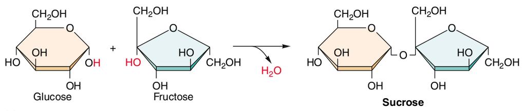 Monoglucide combinaţii naturale polihidroxicarbonilice (polihidroxialdehide sau polixidroxicetone) cu lanţ C-C neîntrerupt. Cel mai frecvent au 5 (pentoze) sau 6 (hexoze) atomi de C.