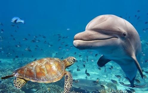 aquatic treasures.