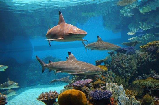 schools to actively participate in the preservation of the world's natural resources and living