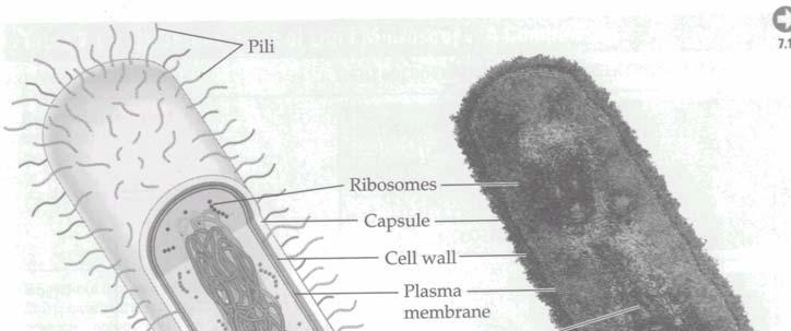 G. Niac: Mediul biotic. Note de curs. Procariotes. Protista 45 B. COMPONENTELE MEDIULUI BIOTIC ([1] p. 42-57; [2] p. 502 u.