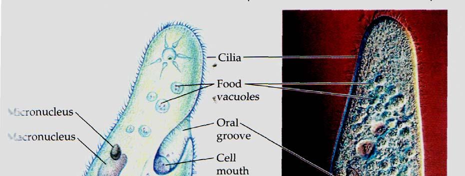 G. Niac: Mediul biotic. Note de curs. Procariotes. Protista 57 Tot aşa inglobarea unei procariote autotrofe, capabilă de fotosinteză, a dus la dezvoltarea cloroplastelor. Vezi fig. 8.2.