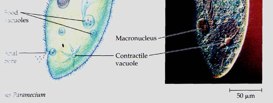 Exemplu de celulă complexă din regnul Protista: Paramecium. Celula de Paramecium.