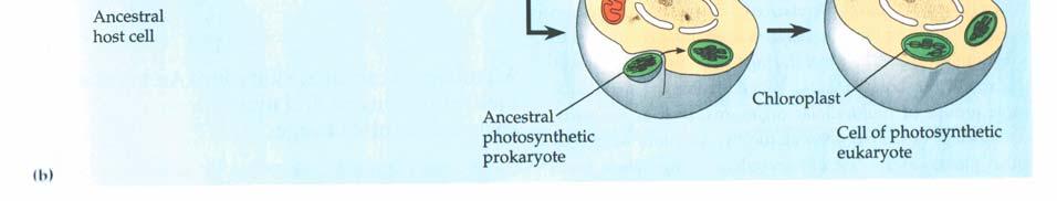 Ilustrarea formării membranelor endoplasmatice, a nucleului (şi nucleolului), precum