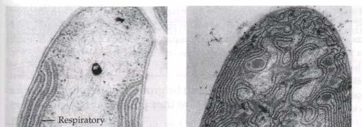 G. Niac: Mediul biotic. Note de curs. Procariotes. Protista 47 Fotoautotrofe, care folosesc fotosinteza pentru a extrage carbonul din CO 2 