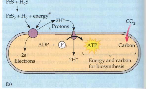 a) Pliurile membranei plasmatice servesc ca membrane respiratorii, echivalentul mitocondriilor de la eucariote.