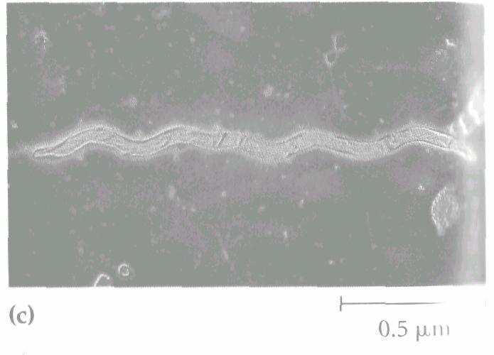 Cea mai mare procariotă este redată alături de 4 Paramecium în fig. 7.5.
