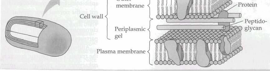 Perete Gram-pozitiv Perete celular Membrană plasmatică