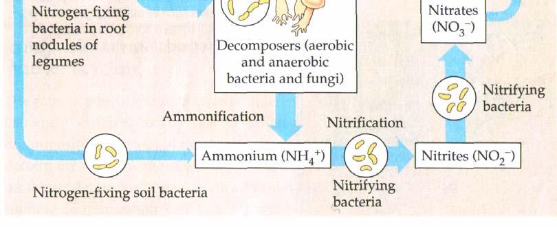 Bacterii fixatoare de azot sunt capabile să transforme azotul molecular din atmosferă în amoniac, care în soluri uşor acide (majoritare) trece în ioni de amoniu, aceştia fiind asimilabili de unele