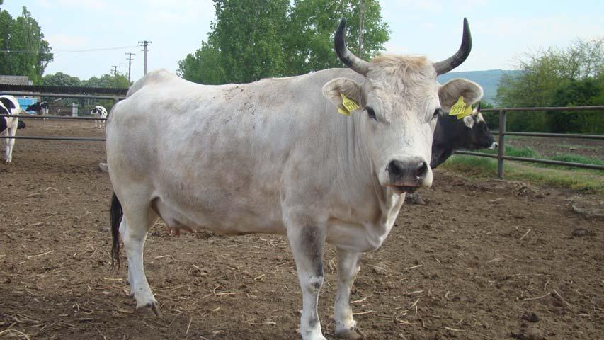 Sinteza lucrării - 2010 CARACTERIZAREA FENOTIPICĂ ŞI GENETICĂ A RASEI SURĂ DE STEPĂ ŞI UTILIZAREA REZULTATELOR PENTRU CONSERVAREA EI Obiective: 1.