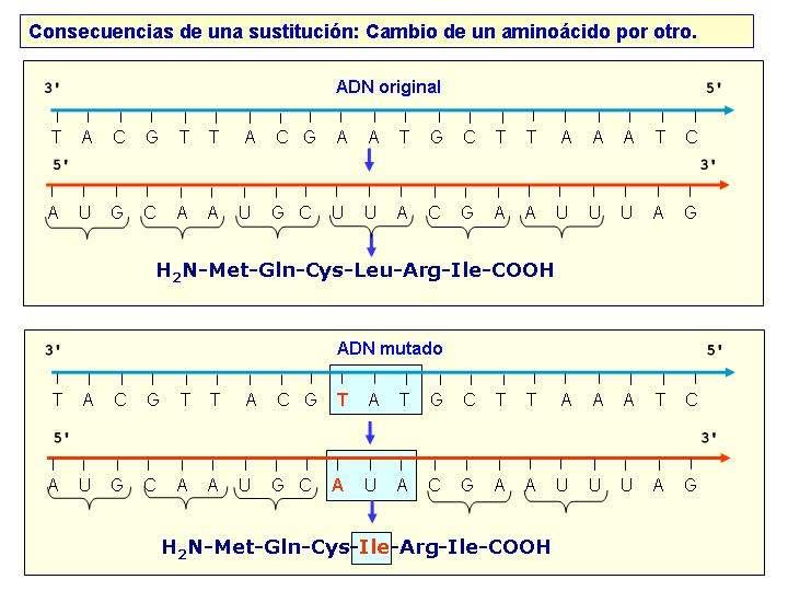 Consecuencia dunha substitución: cambio dun aminoácido por