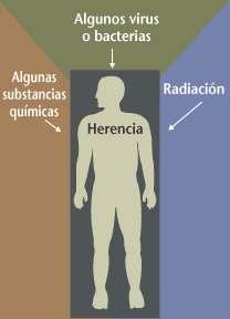 Mutacións inducidas Axentes mutáxenos: a) Físicos: radicacións ionizantes (raios X, radiación α, β e γ da desintegración radiactiva) e radiacións non ionizantes (raios ultravioletas: UVA y UVB).