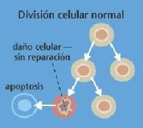 Se só ten lugar un aumento do crecemento dun grupo de células no lugar onde normalmente se atopan,