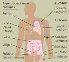 O cancro non é unha única