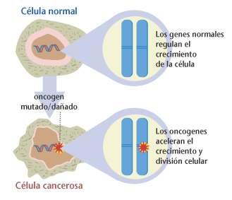 MUTACIÓNS EN PROTOONCOXENES Os protooncogenes codifican a producción de