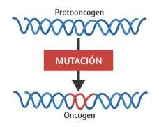 Sen embargo, os oncoxenes codifican versións alteradas (ou cantidades