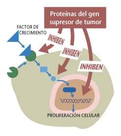 Os xenes supresores de tumor actúan como os freos dun automóbil.