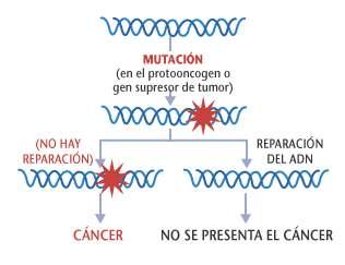 MUTACIÓNS EN XENES REPARADORES DO ADN Os xenes reparadores de ADN" corrixen erros que se producen cando as células duplican