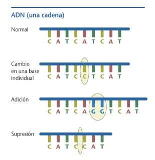 MUTACIÓNS XÉNICAS: X Son aquelas que só afectan a nucleótidos illados, ben porque se cambia un por outro, porque se engade ou se perde un nucleótido.