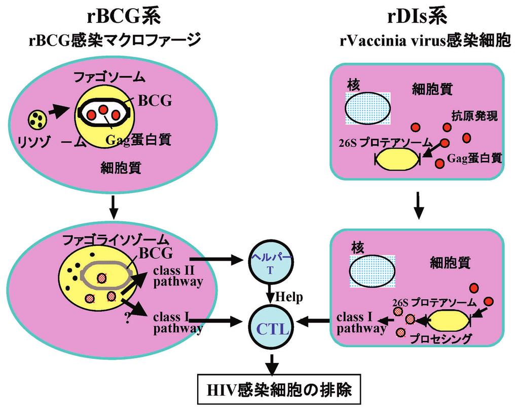 M Takiguchi et al : HIV Vaccine Development in Japan : Positive