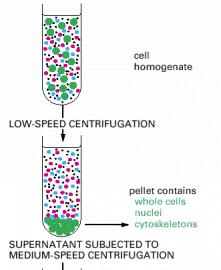 Dobijanje različitih uzoraka iz ćelija centrifugiranjem Mala brzina(1000g, 10 min) cele ćelije, jedra, citoskelet Srednja brzina(20 000g, 20 min)