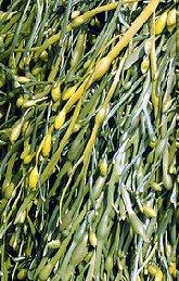 Ksantani (Xanthans) Mikrobiološkega izvora (bakterije, ki živijo na listih kapsusnic) grodje iz -1,4 glukoznih enot Vsaka druga glukoza ima na poziciji 3 vezan trisaharid (2 manozi (občasno vezan