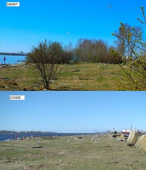 7 Žurku sala Ţurku salā, kas 2007. gadā tika izvēlēta kā Krievu salas lielo ķīru alternatīva ligzdošanas vieta, 2007.-2008.g. ziemā tika Rīgas brīvostas spēkiem atbrīvota no nevēlamā apauguma un tādējādi pārvērsta par ideālu kaijveidīgo putnu ligzdošanas vietu (4.
