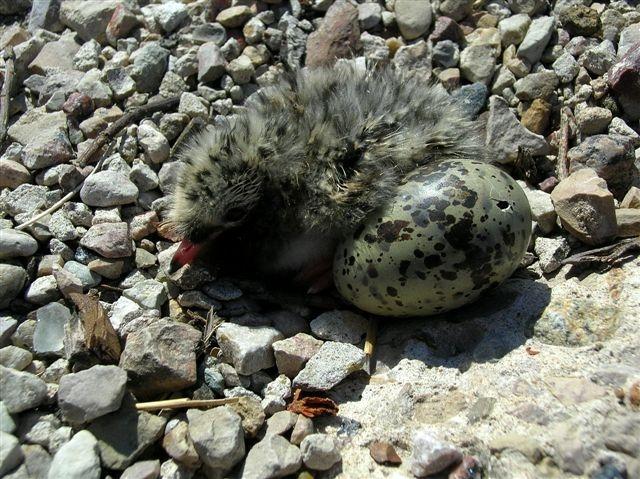 4 Darba uzdevumi Šim atskaites periodam (divu mēnešu laikā no līguma noslēgšanas brīţa) bija paredzēti sekojoši darba uzdevumi: 1.