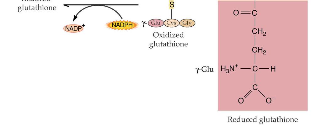 glutation