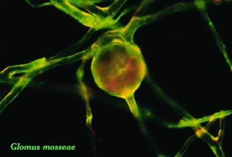 MAb32B11 protitelesa