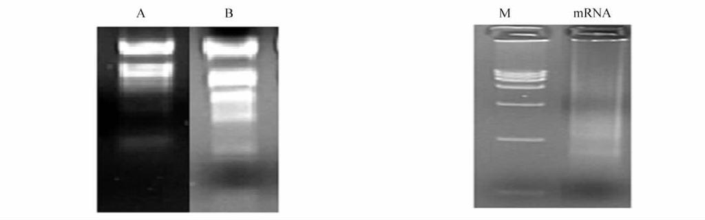794 32 A 10 g /L B A 10 g/l agarose gel B Formaldehyde denaturing gel. Fig. 1 1 RNA Electrophoresis of pepper total RNA Fig. 2 2 M DL15 000 Marker.