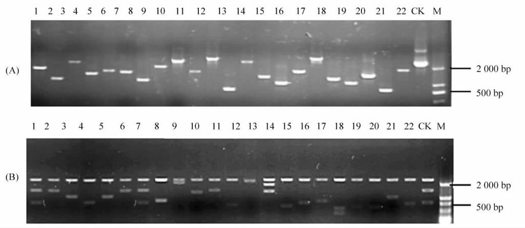4 Gateway cdna 795 1-22 22 CK pdonr222 A PCR B 1-22 1-22 clones CK pdonr TM 222 A PCR detection B Restriction