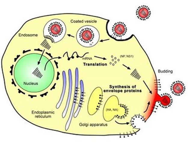 5. DOZOREVANJE: nukleinske kisline in beljakovine kapside se povežejo in uredijo v zrel virus VIRION. 6. IZSTOPANJE VIRUSOV IZ CELICE: a.