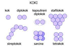 OBLIKE BAKTERIJ Lahko imajo le eno obliko so MONOMORFNE ali pa se ista vrsta pojavlja v