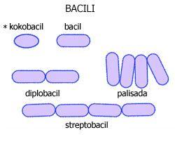 DIPLOBACILI: dva skupaj PALISADE: navpično