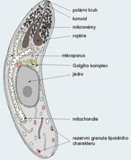 c. TROSOVCI (trosovci iz rodu plasmodium