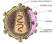 ZGRADBA VIRUSOV dedna snov (nukleinska kislina: RNK ali DNK) beljakovinski plašč (KAPSIDA), ki je sestavljena iz več enakih enot - KAPSOMER včasih še ZUNANJA OVOJNICA (iz