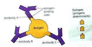 ANTIGENI (Ag) Antigen je vsaka snov, ki lahko v organizmu povzroči imunski odziv (humoralni in celični). Običajno gre za telesu tujo snov z veliko molekulsko maso, največkrat za beljakovino.